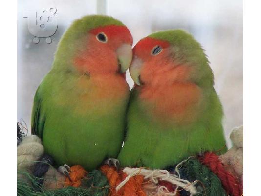 PoulaTo: ΠΩΛΕΙΤΑΙ ΖΕΥΓΑΡΙ LOVEBIRD ΠΑΠΑΓΑΛΟΙ παπαγάλοι
